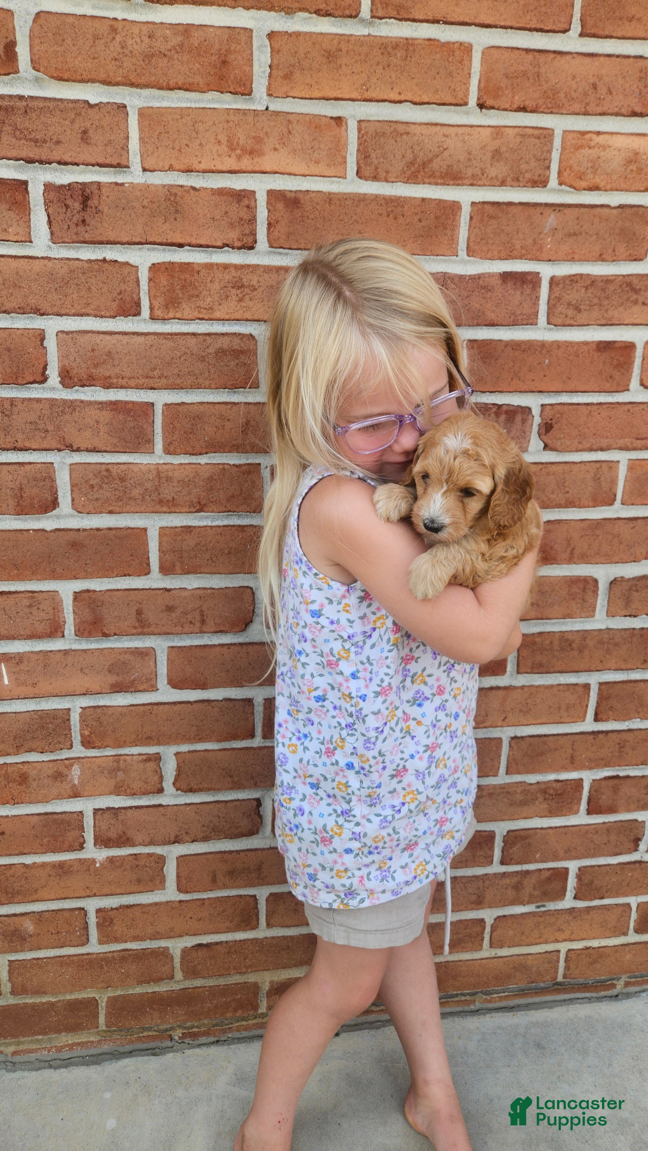 Mini Goldendoodle dogs Peach - Ad 1