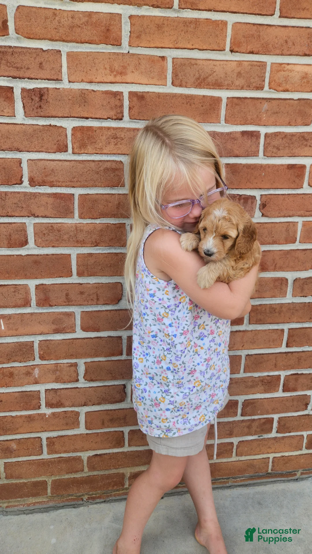 Mini Goldendoodle dogs for sale: Peach - Ad 2