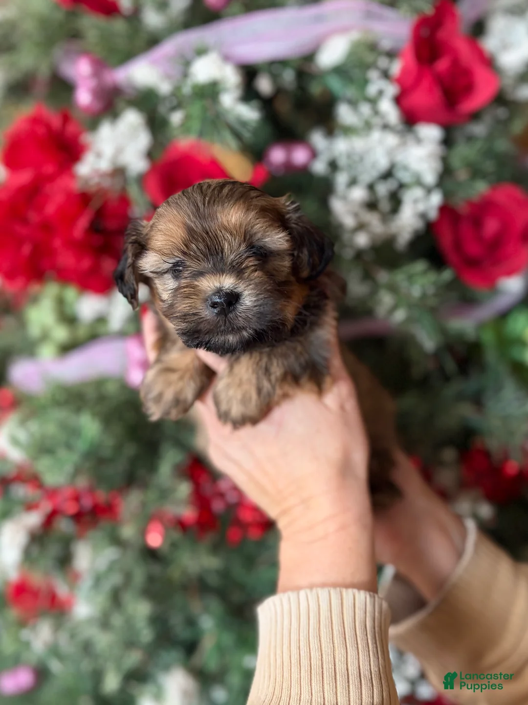 Malshi dogs for sale: Malshi Puppy 3 - Ad 6