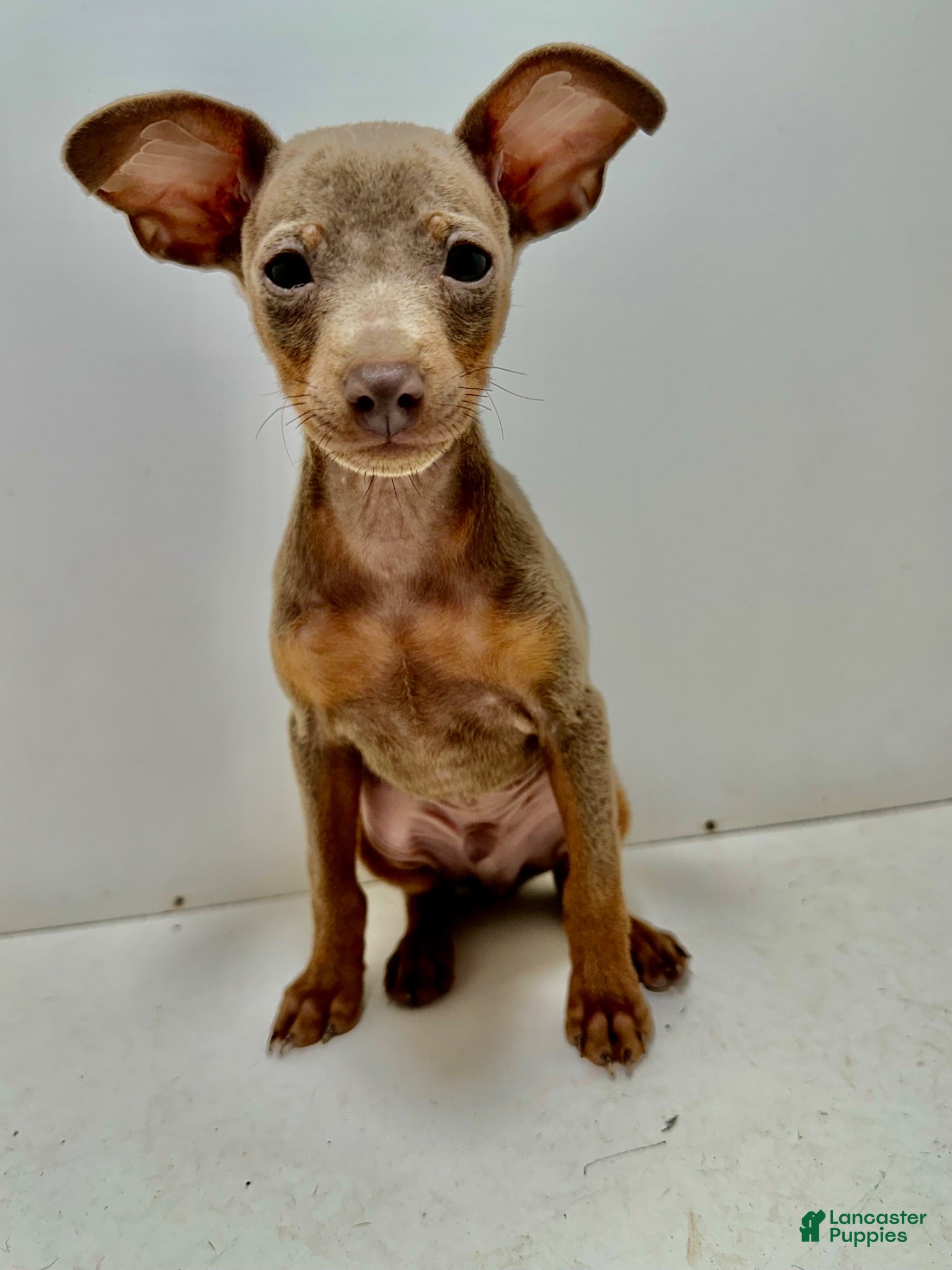 Miniature Pinscher dogs Miniature Pinscher 1 - Ad 2