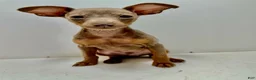 Miniature Pinscher dogs for sale: Miniature Pinscher 1 - Ad 2