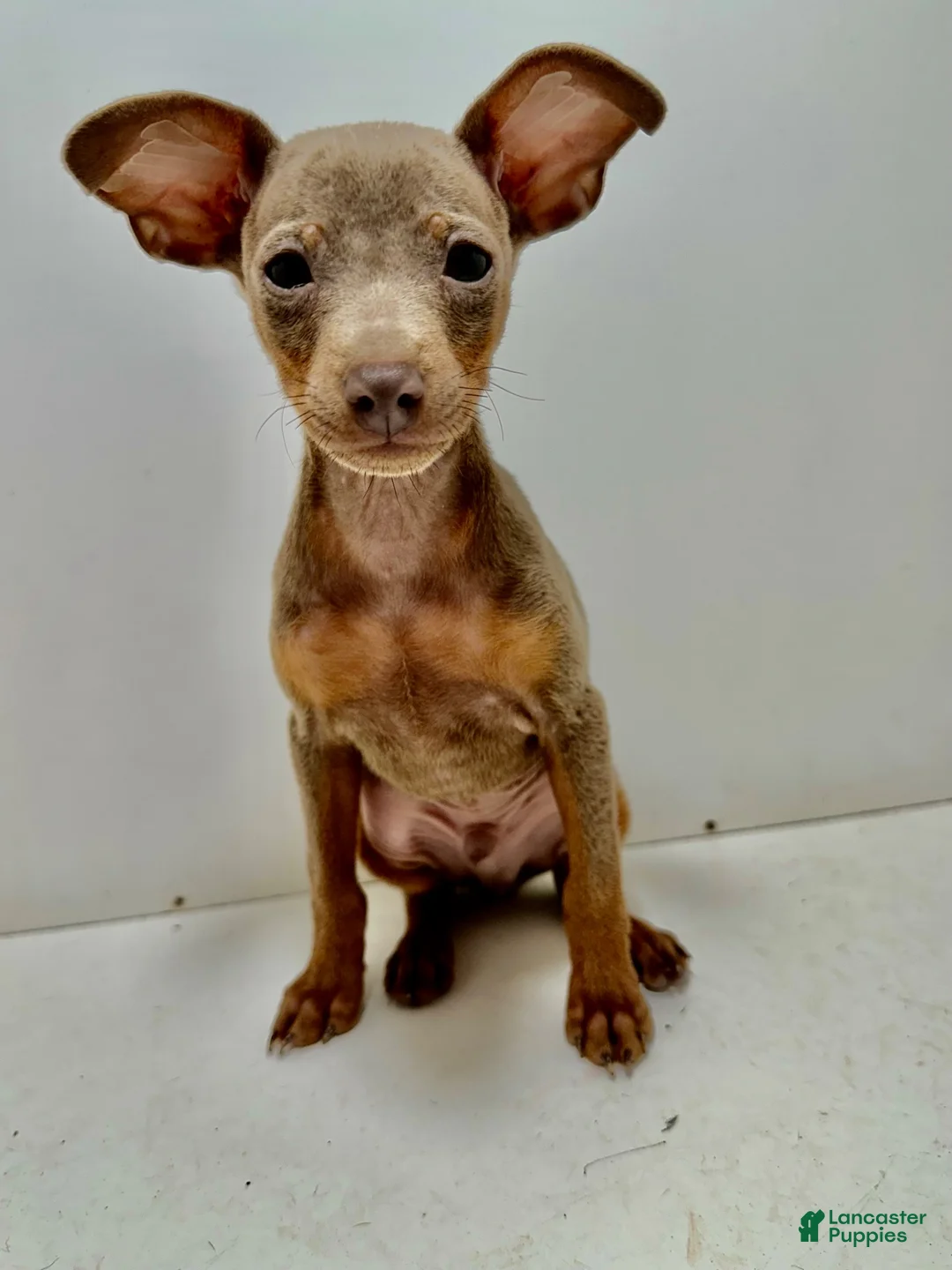 Miniature Pinscher dogs for sale: Miniature Pinscher 1 - Ad 2