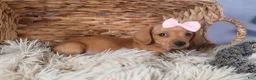 Dachshund dogs for sale: Quincy - Ad 11