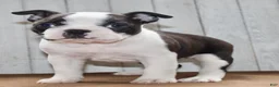 Boston Terrier dogs for sale: Chester Male Boston Terrier - Ad 3
