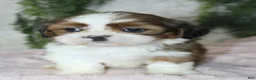 Shih Tzu dogs for sale: Shih Tzu 3 - Ad 2