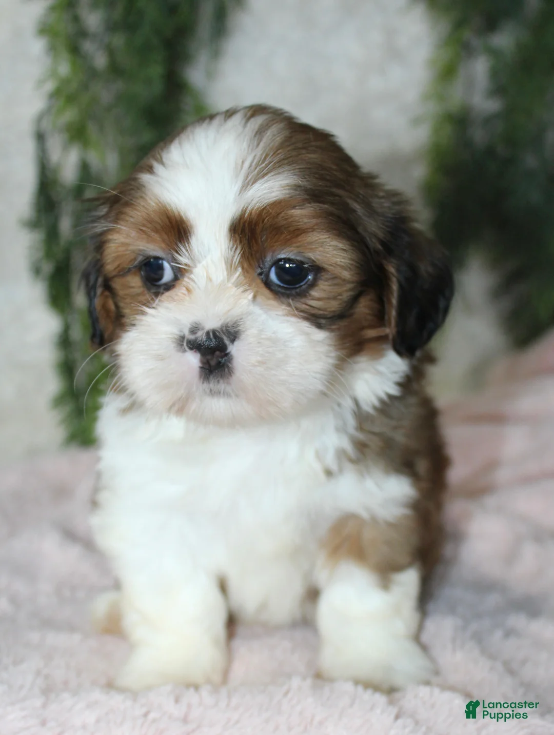 Shih Tzu dogs for sale: Shih Tzu 3 - Ad 2