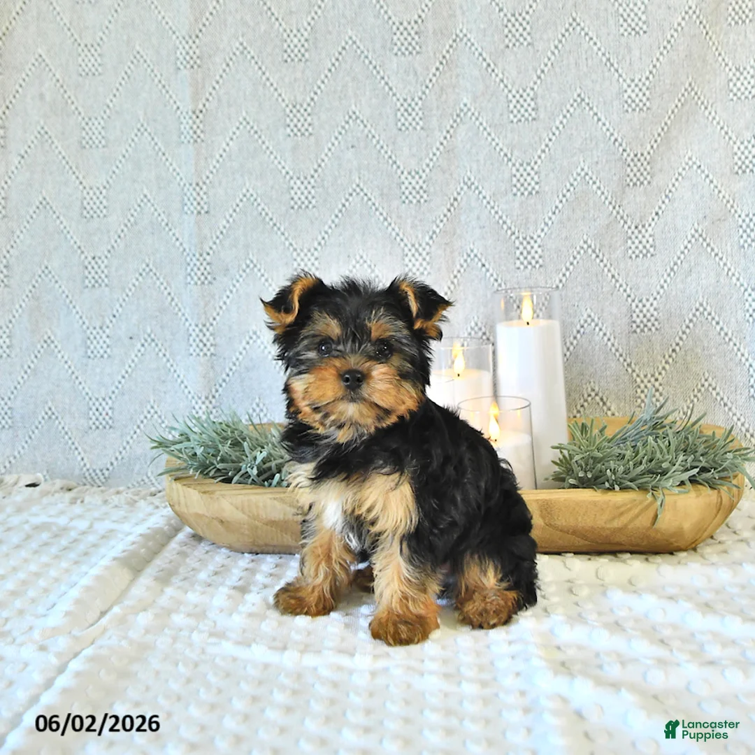 Yorkshire Terrier dogs for sale: Duke - Ad 1