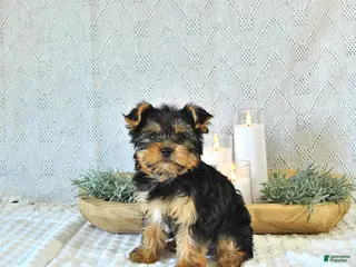 Yorkshire Terrier dogs for sale: Duke - Ad 1