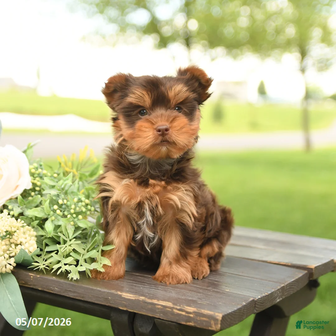 Yorkshire Terrier dogs for sale: Lily - Ad 2