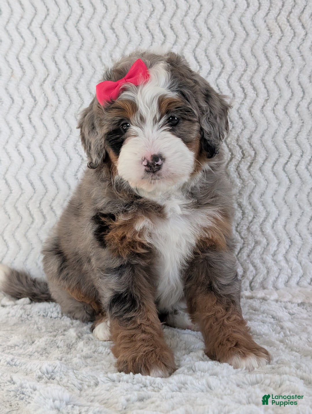 Mini Bernedoodle dogs for sale: Mini Sadie  - Ad 16