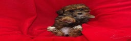 Shorkie dogs for sale: June - Ad 4