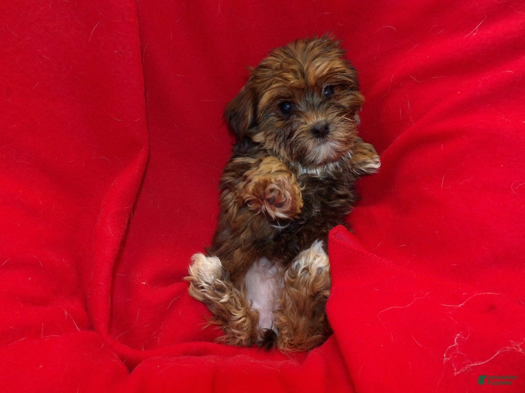 Shorkie dogs for sale: June - Ad 4