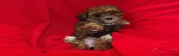 Shorkie dogs for sale: June - Ad 4