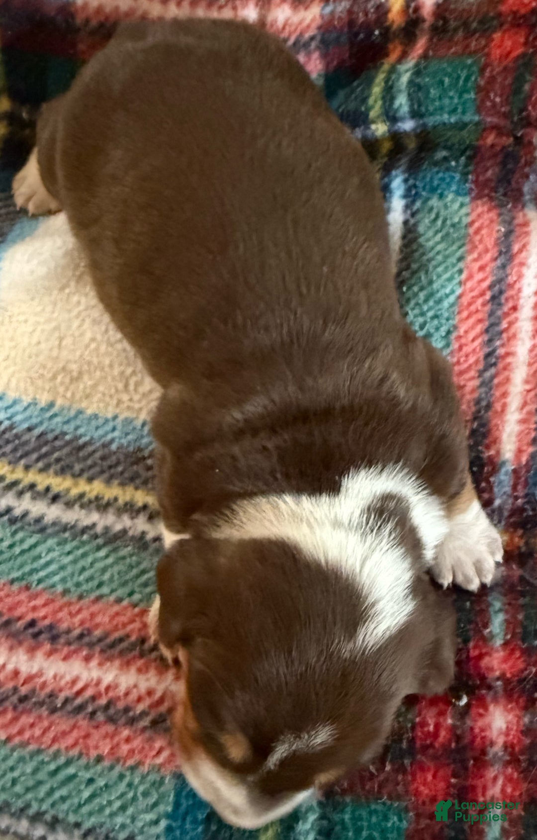 Dachshund dogs for sale: Dachshund Puppy 2 - Ad 3