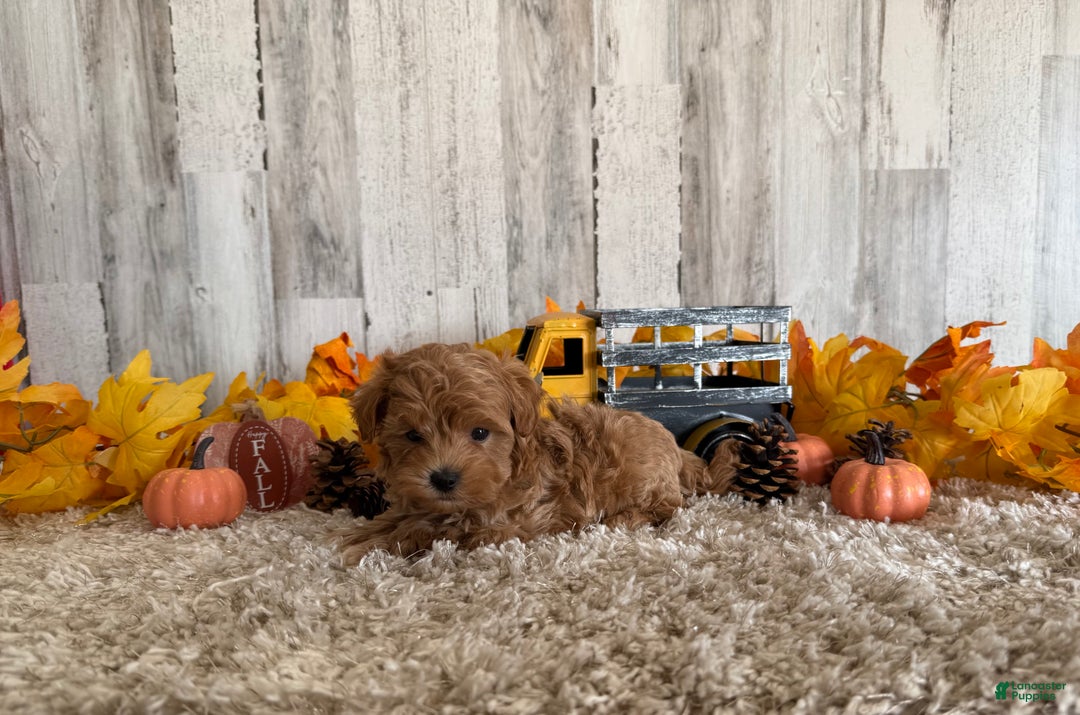 Maltipoo dogs for sale: Ozzy - Ad 11