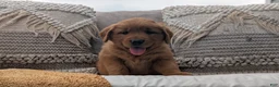 Golden Retriever dogs for sale: Benson - Ad 3