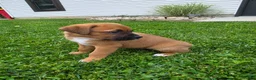 Mixed Breed dogs for sale: Remi - Ad 5