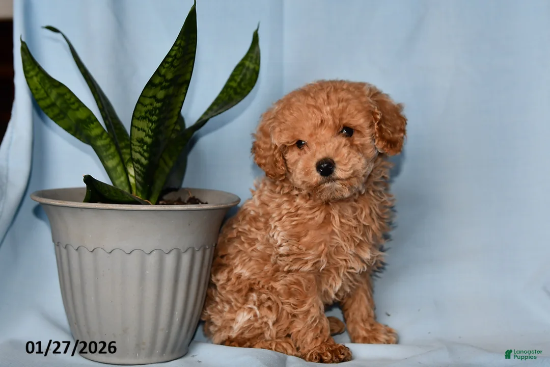 Miniature Poodle dogs for sale: Jack  - Ad 3