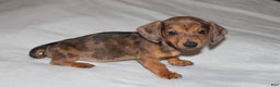 Miniature Dachshund dogs for sale: Frank Mini  - Ad 2
