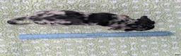 Miniature Dachshund dogs for sale: Mosaic - Ad 11