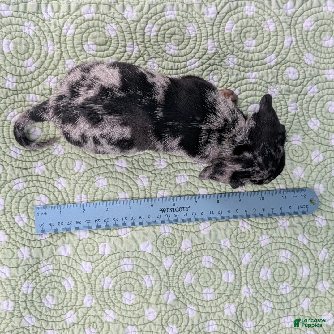 Miniature Dachshund dogs for sale: Mosaic - Ad 11