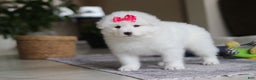 Samoyed dogs for sale: Poppy - Ad 5