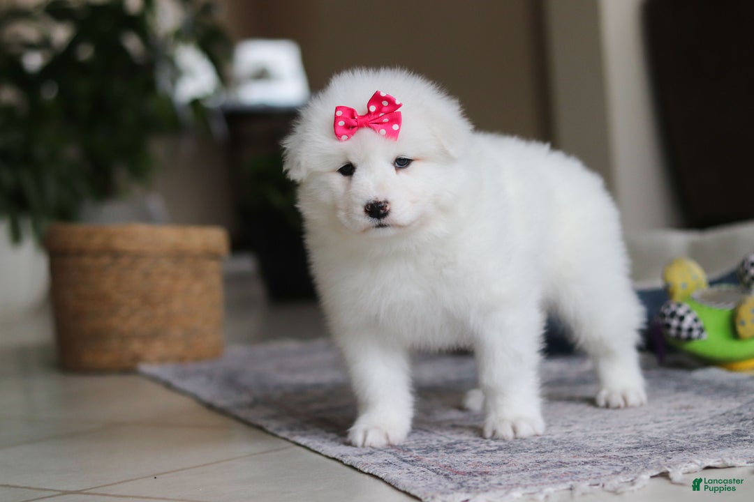 Samoyed dogs for sale: Poppy - Ad 5
