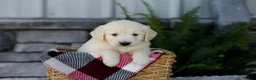 Golden Retriever dogs for sale: Beauty - Ad 1