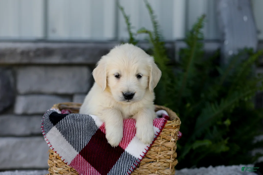 Golden Retriever dogs for sale: Beauty - Ad 1