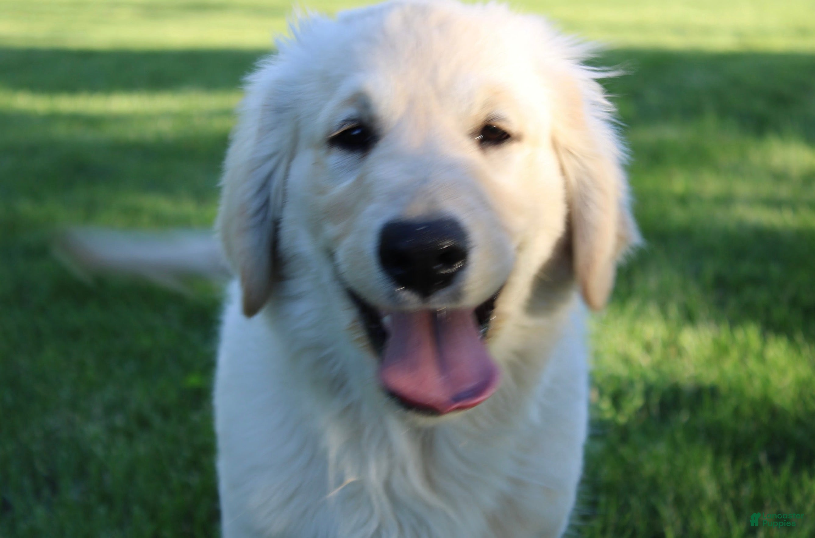 Golden Retriever dogs Mike the TRAINED Golden Retriever Puppy  - Ad 2