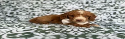 Cockapoo dogs for sale: Mikey - Ad 5
