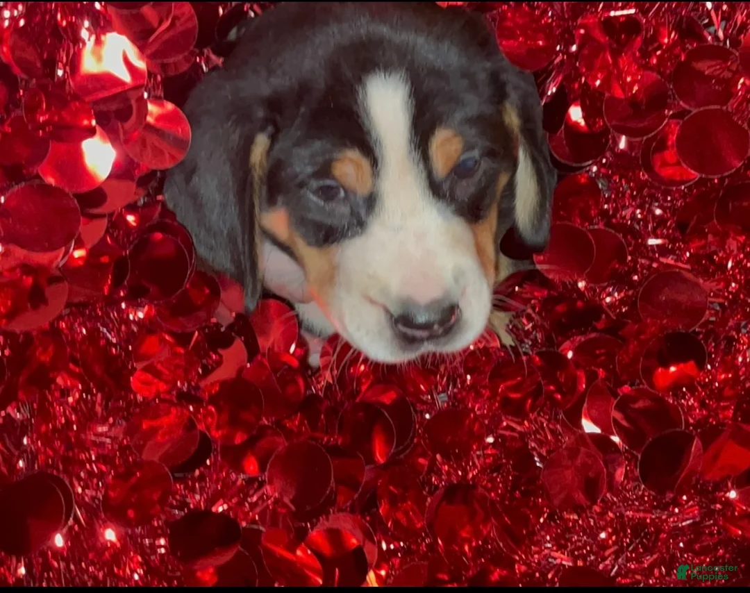 Greater Swiss Mountain Dog dogs for sale: Tess - Ad 11