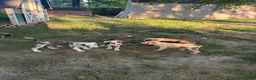 American Bully dogs for sale: Sincere - Ad 6