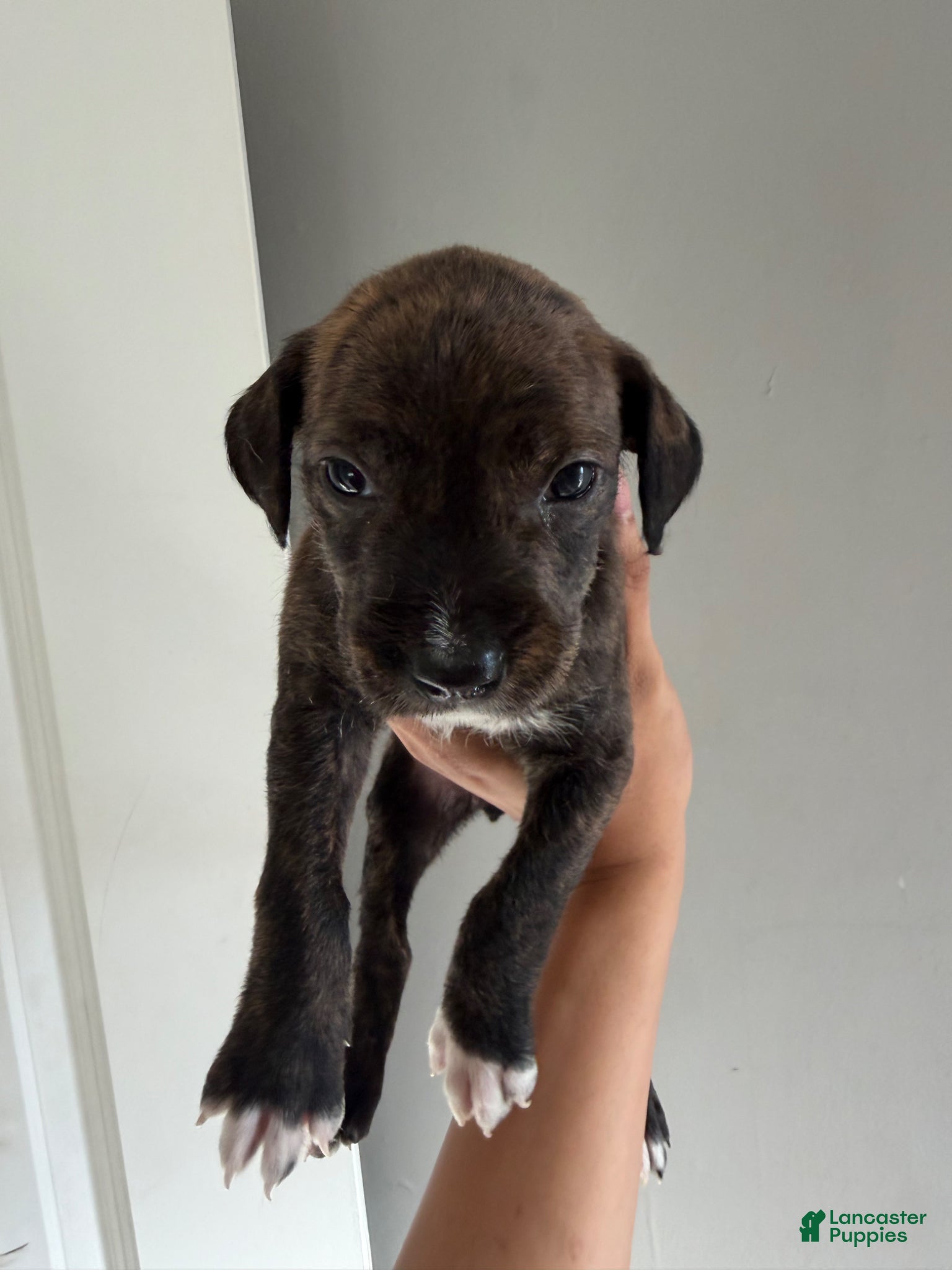 Mixed Breed dogs Mixed Breed Puppy 5 - Ad 22