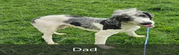 Bernedoodle dogs for sale: Sasha - Ad 10