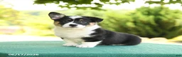 Welsh Corgi Pembroke dogs for sale: Jada - Ad 1