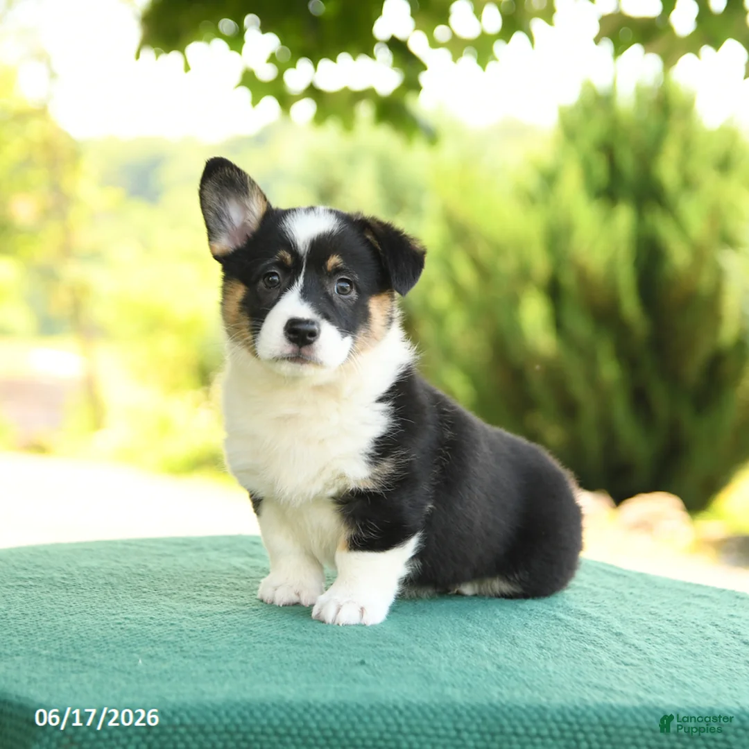 Welsh Corgi Pembroke dogs for sale: Jada - Ad 1