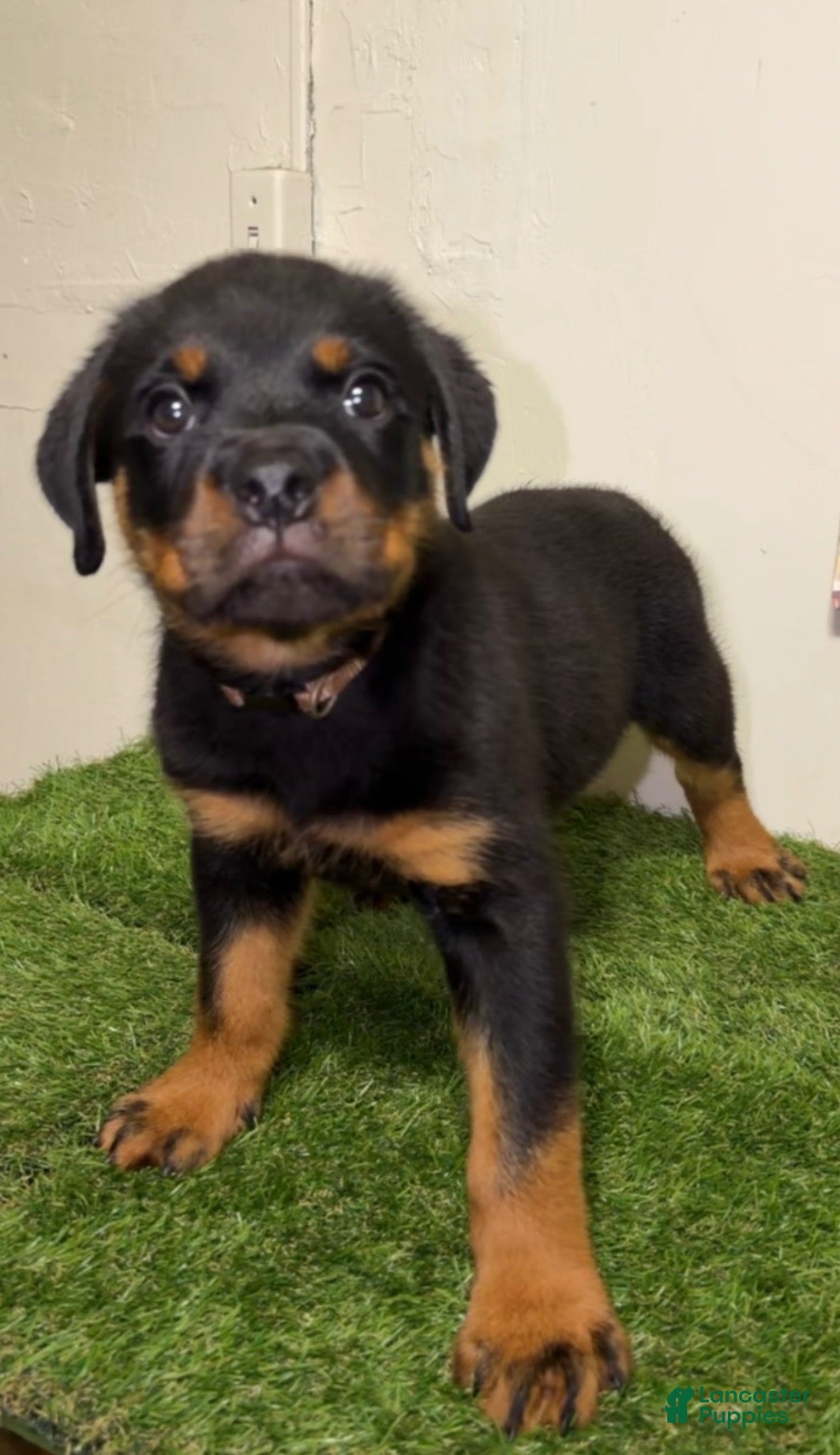Rottweiler dogs for sale: Rottweiler Puppy - Ad 19