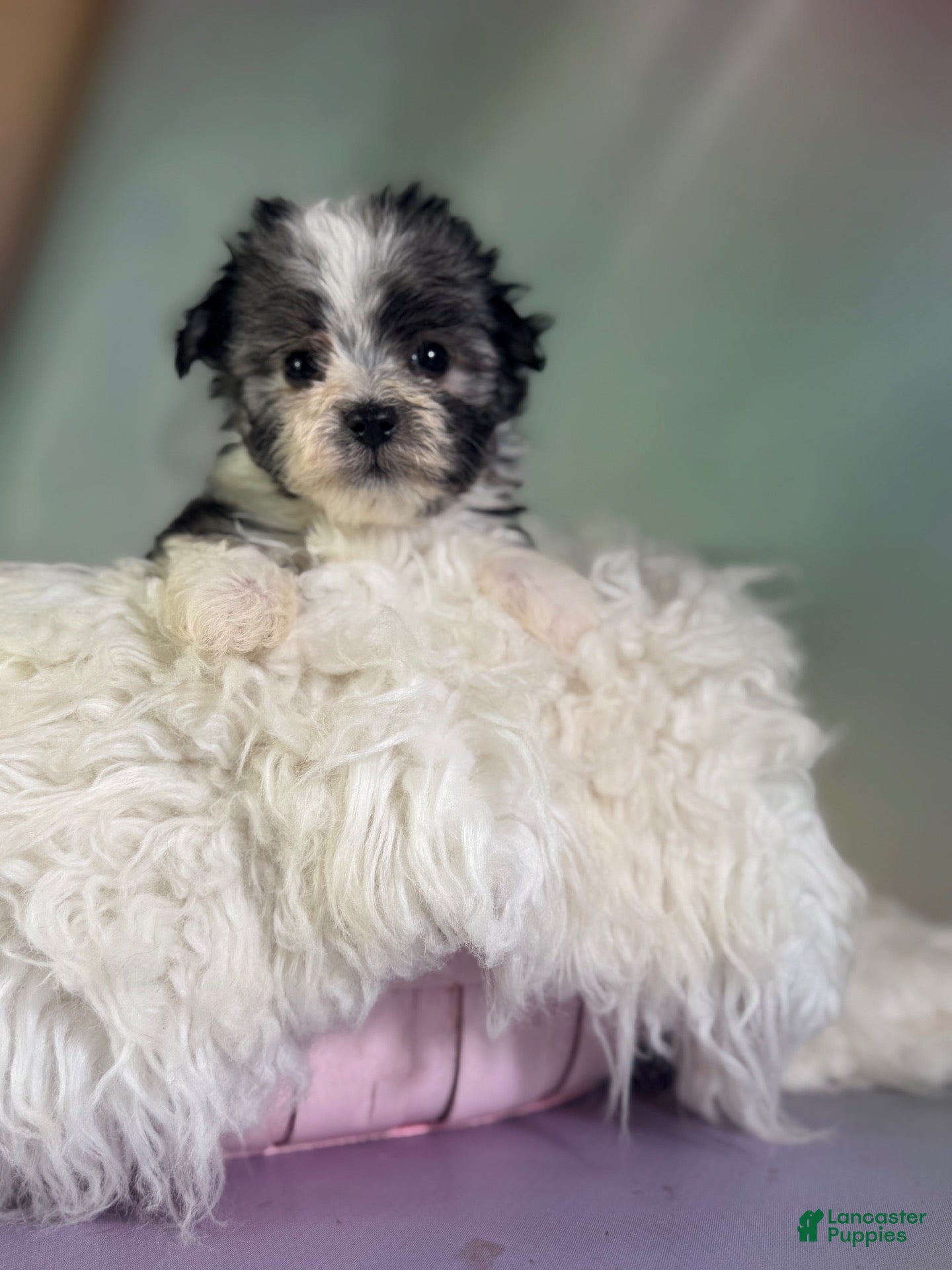 Morkie dogs Tallulah - Ad 2