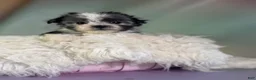 Morkie dogs for sale: Tallulah - Ad 2