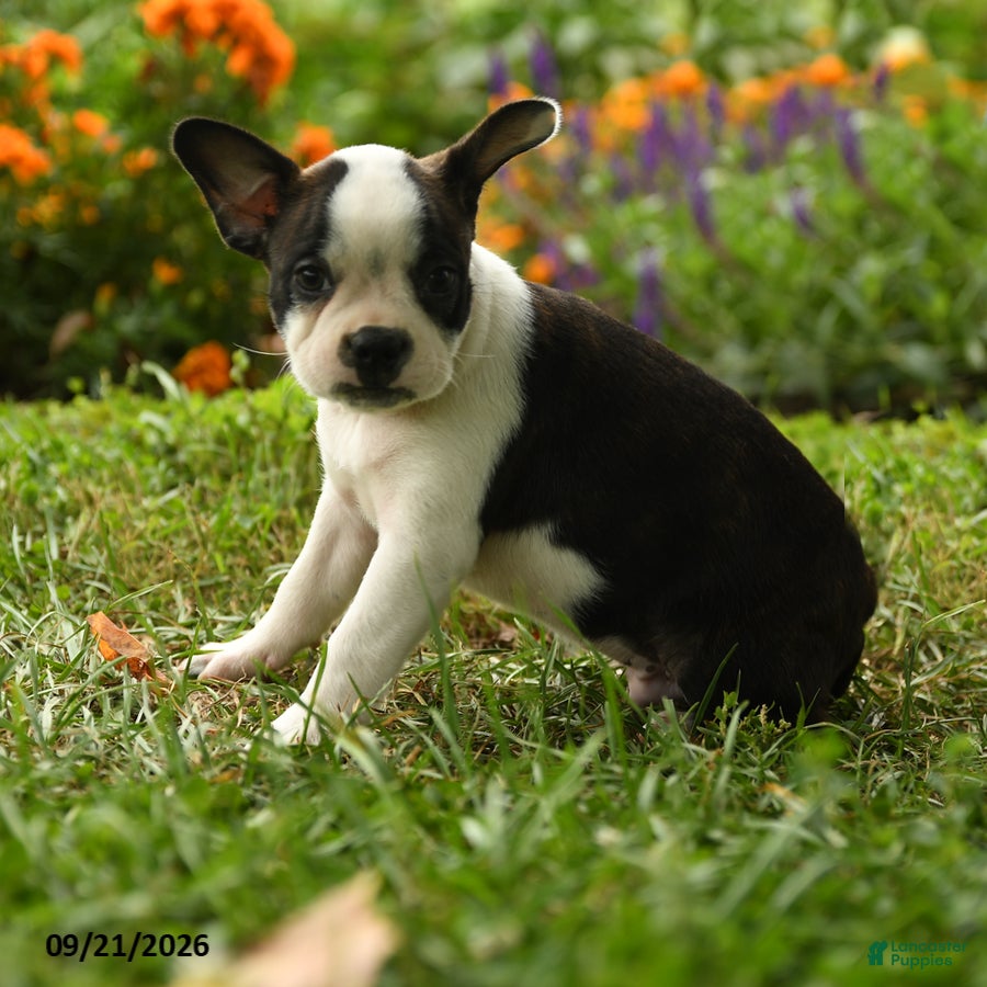 Boston Terrier dogs Thandiwe - Ad 2