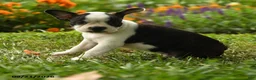 Boston Terrier dogs for sale: Thandiwe - Ad 2