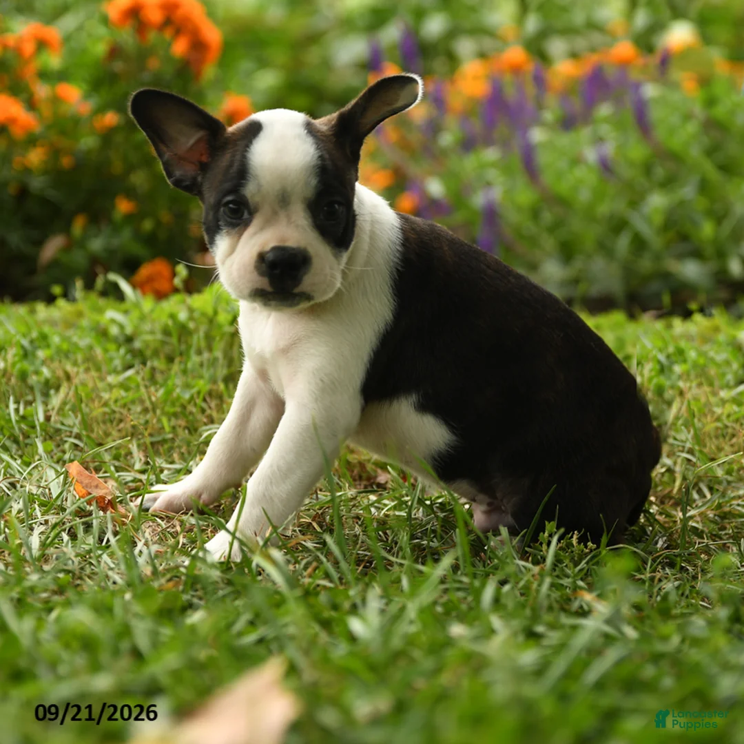 Boston Terrier dogs for sale: Thandiwe - Ad 2