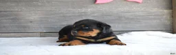 Rottweiler dogs for sale: Brandi - Ad 5