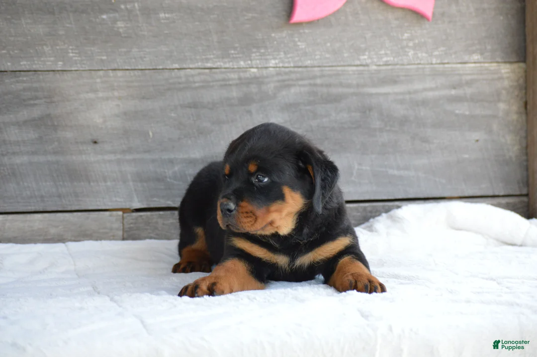 Rottweiler dogs for sale: Brandi - Ad 5