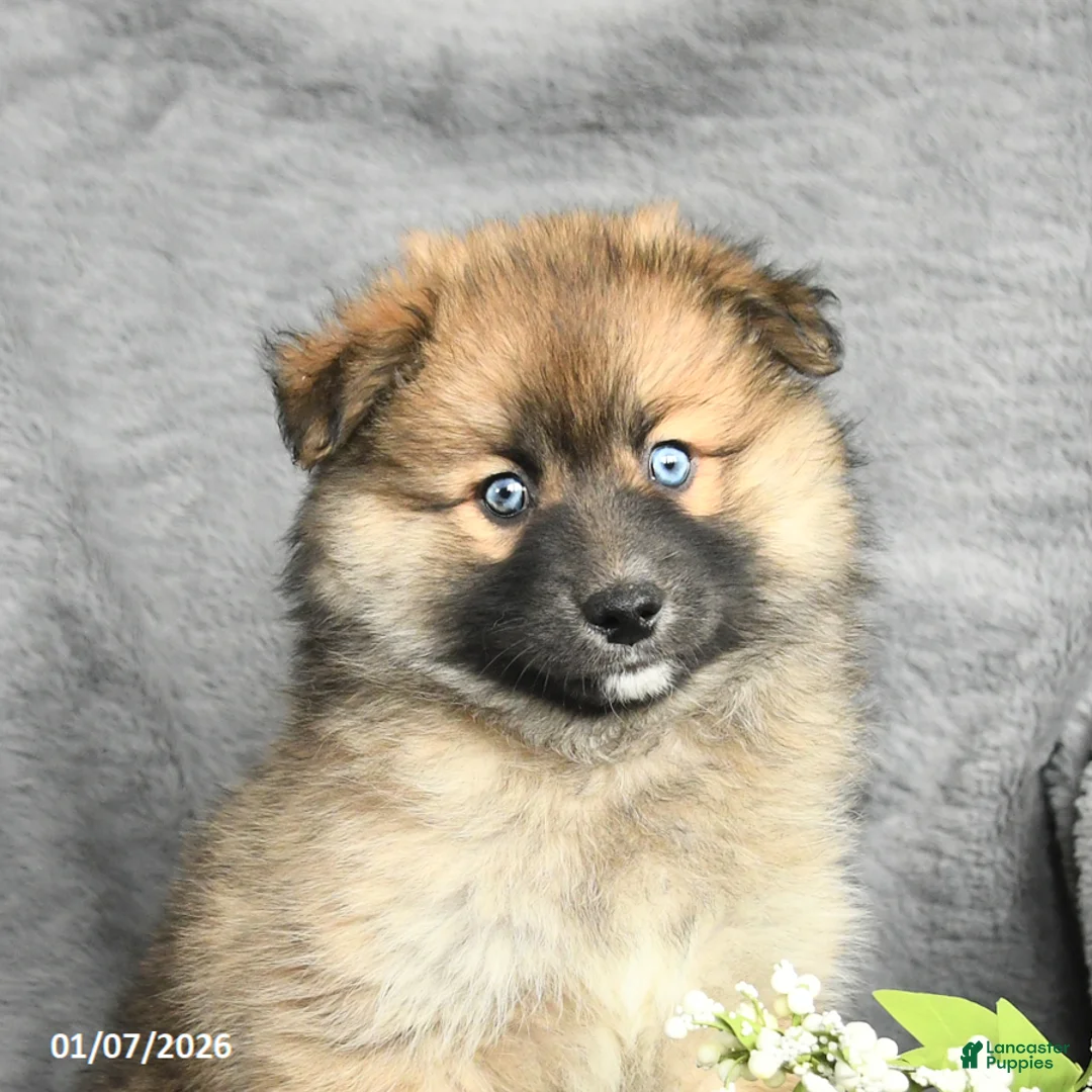 Pomsky dogs for sale: Fletcher - Ad 10
