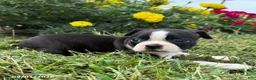 Boston Terrier dogs for sale: Holly - Ad 2