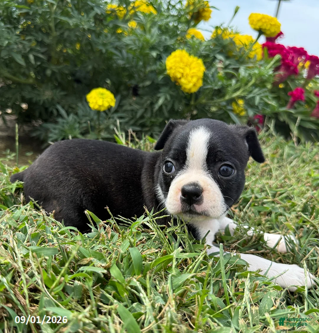 Boston Terrier dogs for sale: Holly - Ad 2