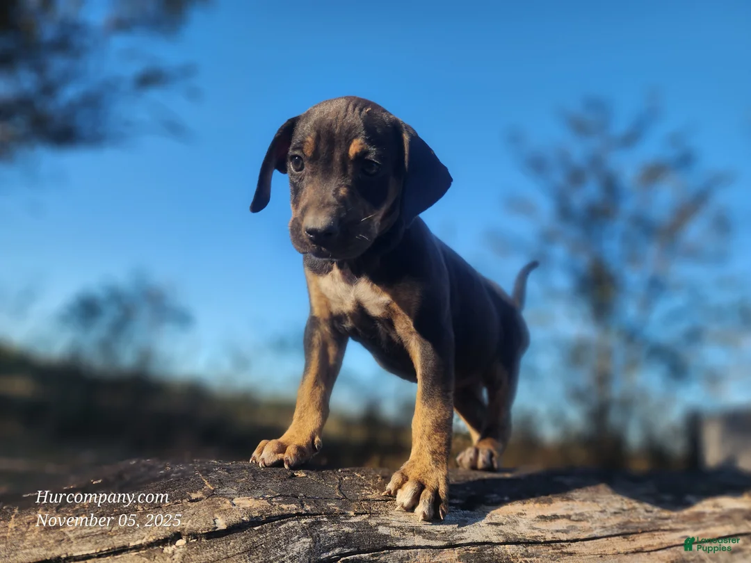 Catahoula Leopard Dog dogs for sale: Tracy II 2025 Female 1 - Ad 7