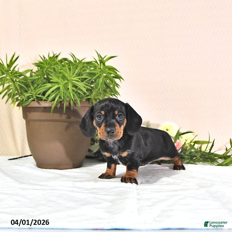 Miniature Dachshund dogs Princess - Ad 2